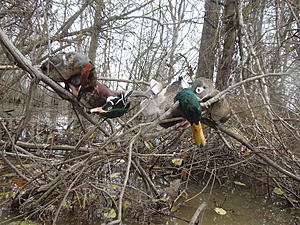 -dec7-ducks-3-jpg