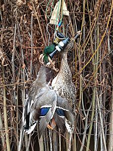 -birthday-ducks-2014-jpg