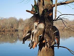 -decoys-2014-22-jpg